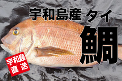 宇和島産　タイ（鯛）約1.8kg